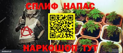 шишки Ставрополь